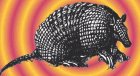 Leo Kottke The Armadillo Album